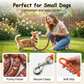 Playful Sausage Dog Leash
